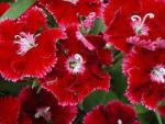 Seminte profesionale Dianthus hybrid - Garofite de gradina